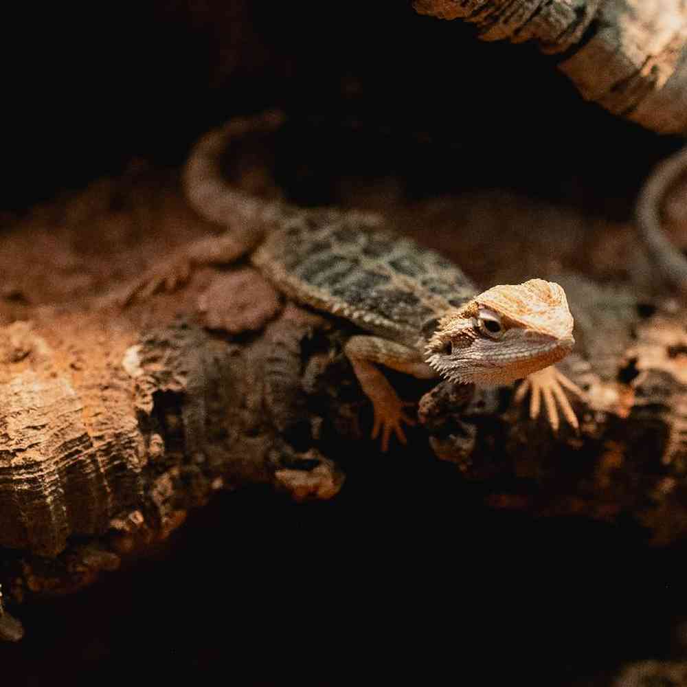 Unknown Bearded Dragon reptile for sale at Summit Zoo.