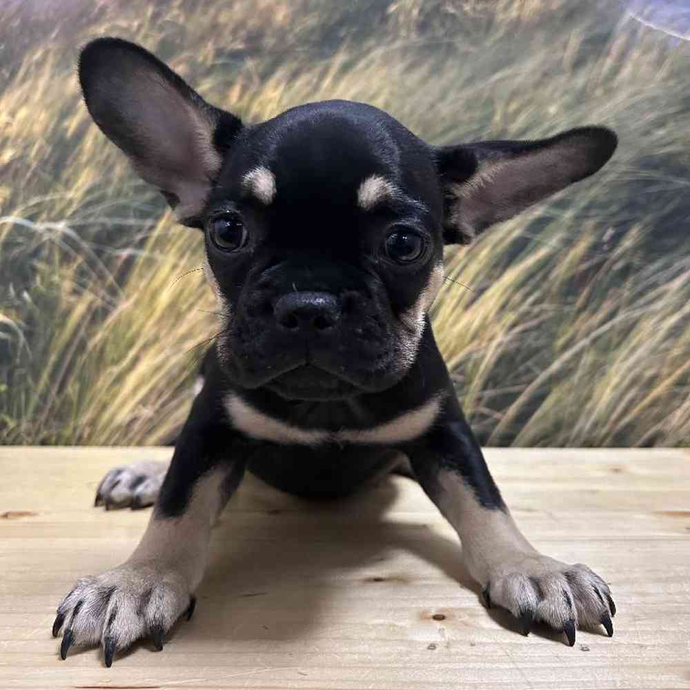 Female French Bulldog puppy named Lilo for sale at Summit Zoo.