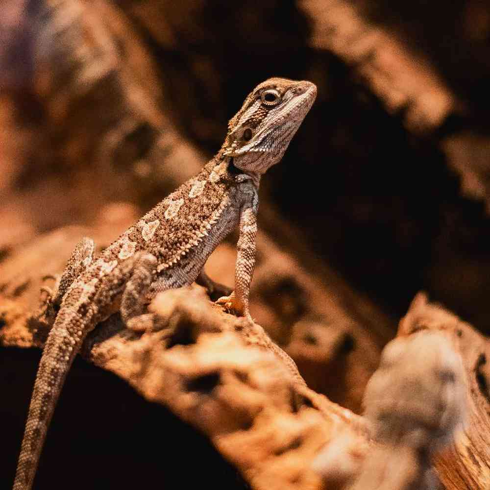Unknown Bearded Dragon reptile for sale at Summit Zoo.