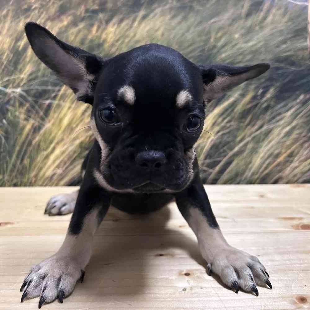 Female French Bulldog puppy named Lilo for sale at Summit Zoo.