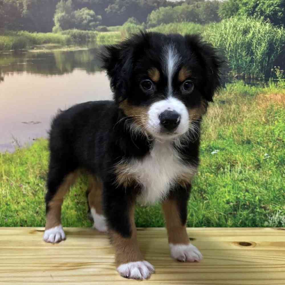 Male Toy Australian Shepherd Puppy for Sale in Lee's Summit, MO image