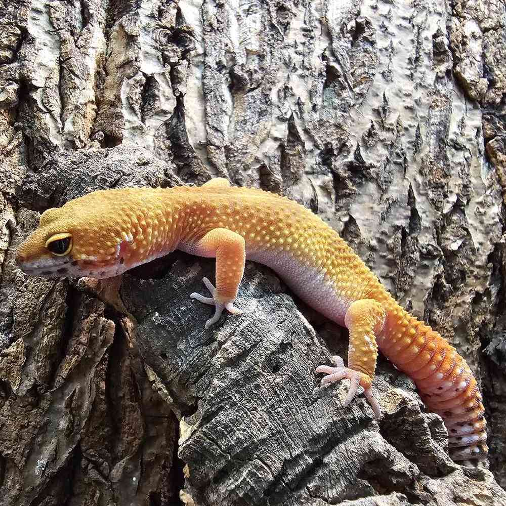 Female Leopard Gecko Reptile for Sale in Lee's Summit, MO