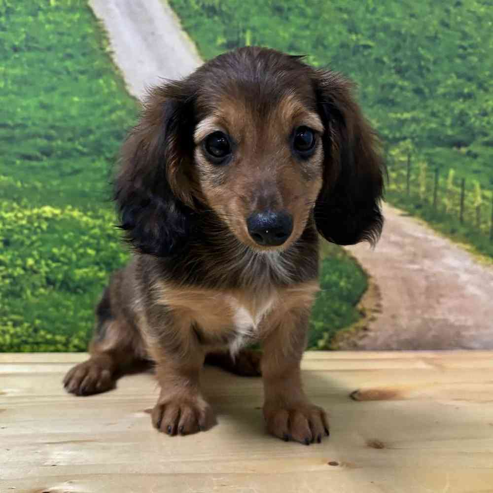 Female Dachshund puppy named Peanut for sale at Summit Zoo.