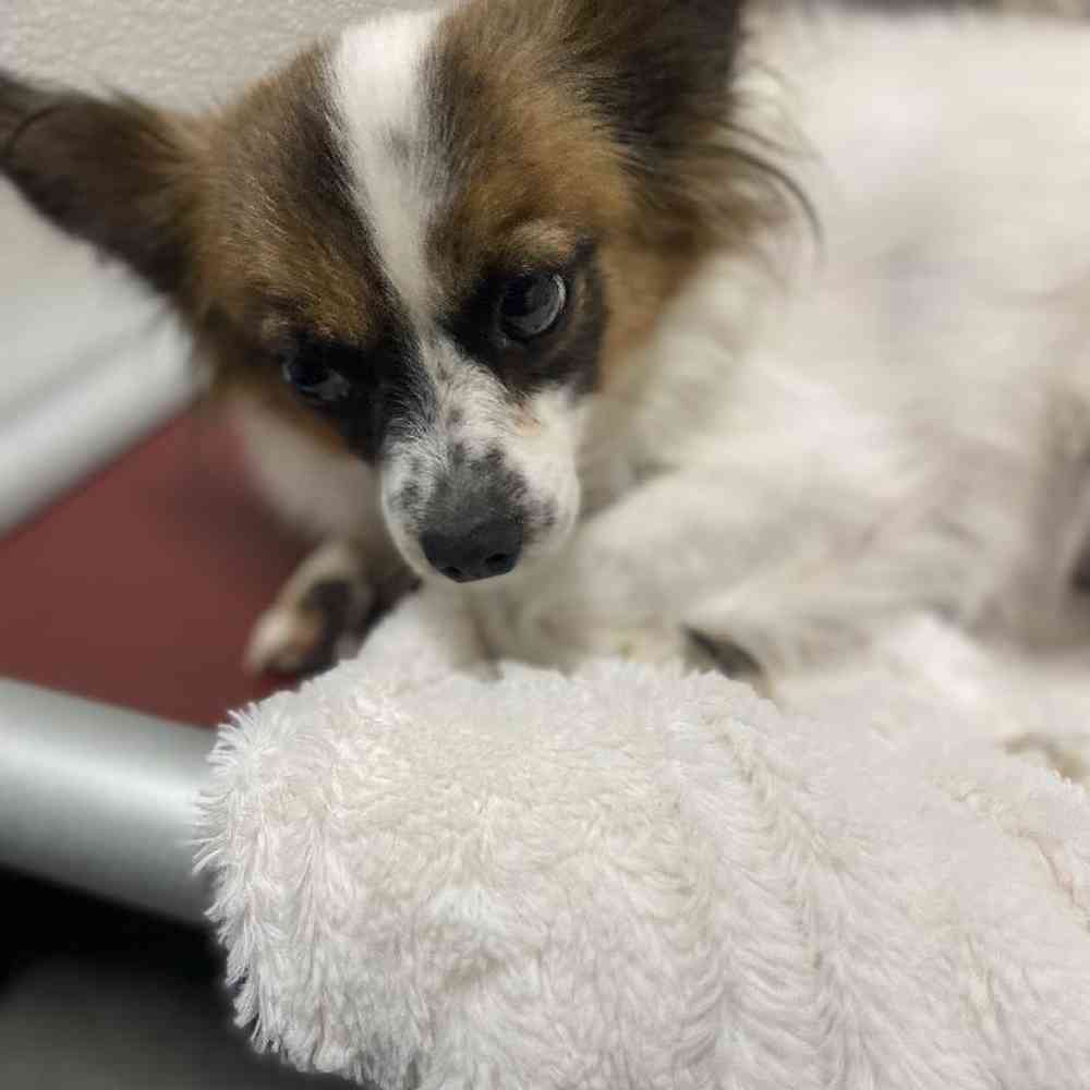 Female Papillon (Adoption) puppy named Frosty for sale at Summit Zoo.