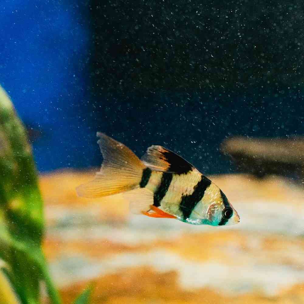 Unknown Barbs freshwater fish for sale at Summit Zoo.