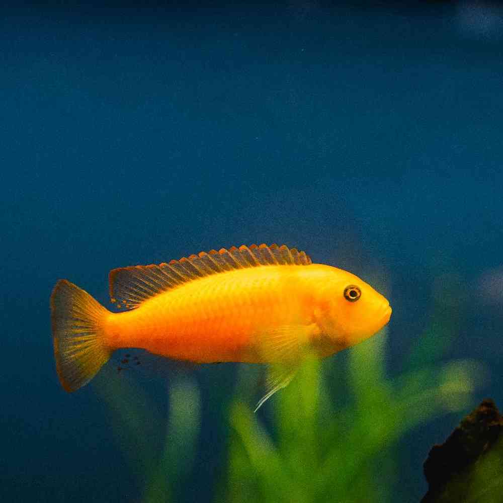 Unknown Cichlids Freshwater Fish for Sale in Lee's Summit, MO image