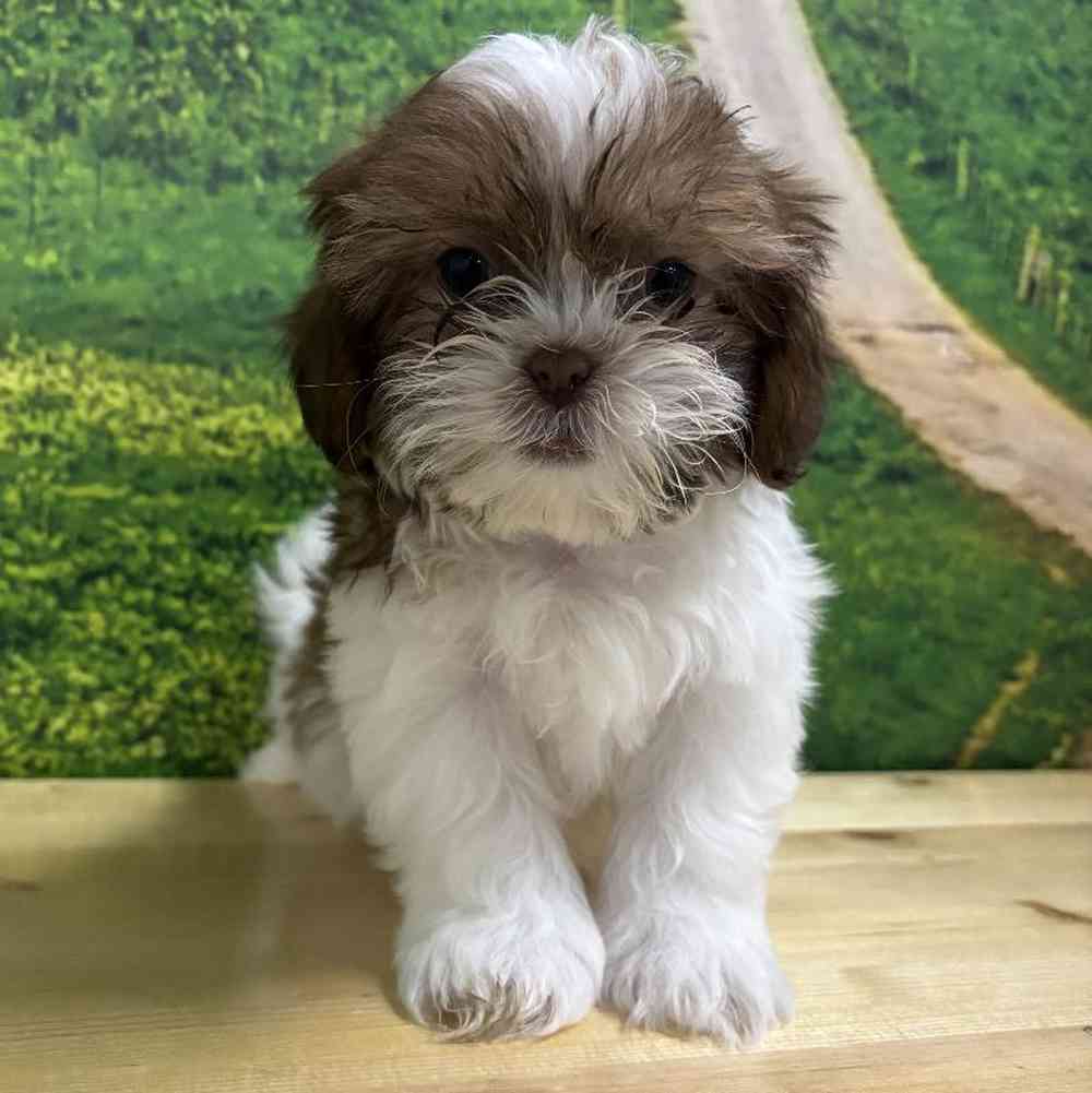 Female Shorkie puppy named Dixie for sale at Summit Zoo.