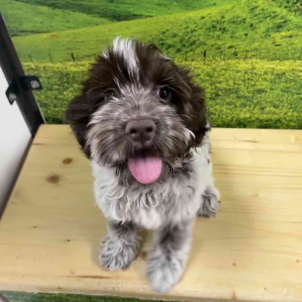 Female Cockapoo puppy named Mcflurry for sale at Summit Zoo.