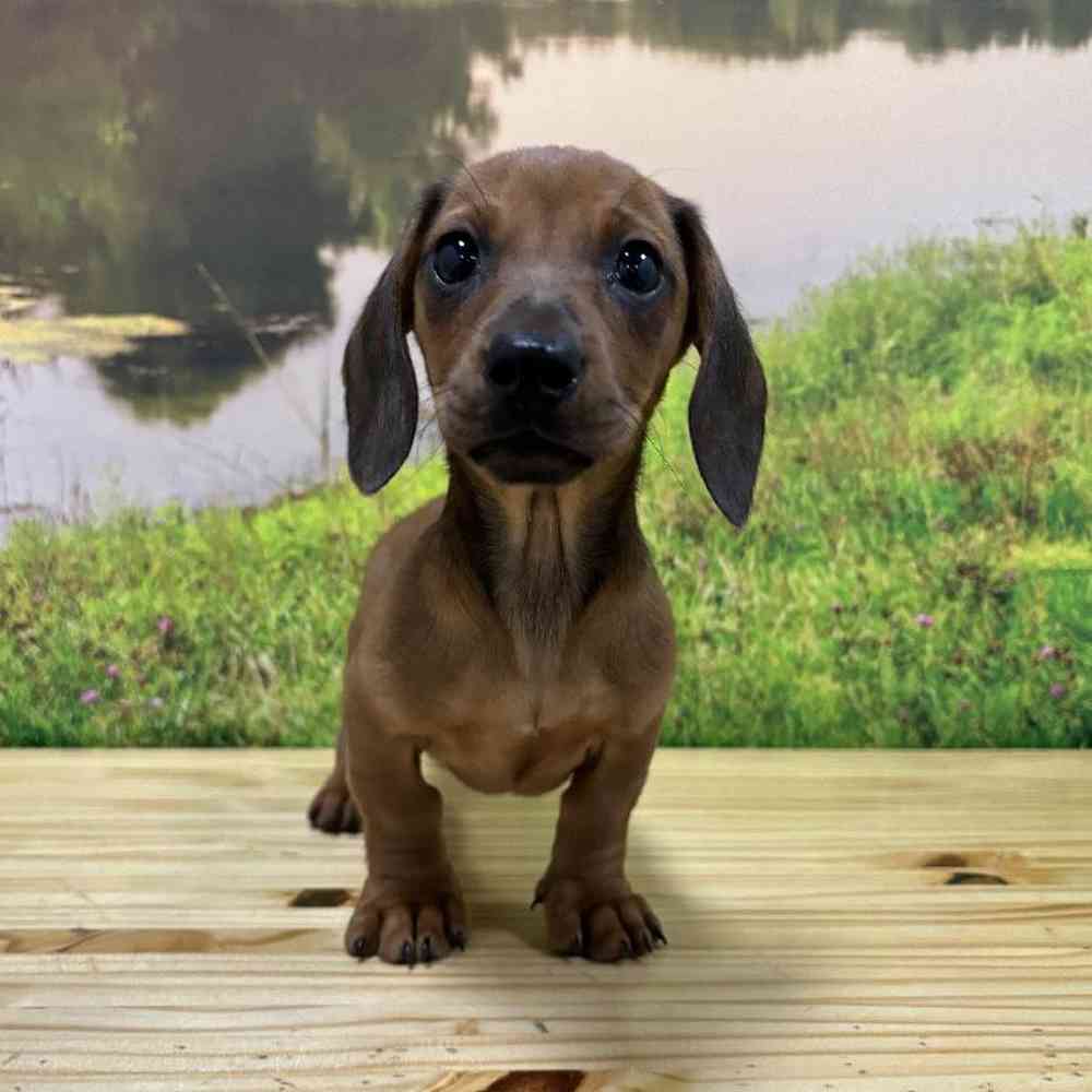 Female Dachshund puppy named Sage for sale at Summit Zoo.