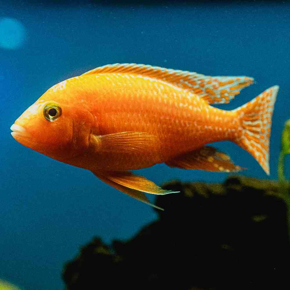 Unknown Freshwater Fish for sale at Summit Zoo.