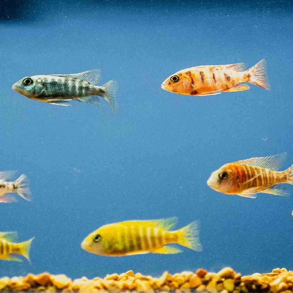 Unknown Cichlids freshwater fish for sale at Summit Zoo.