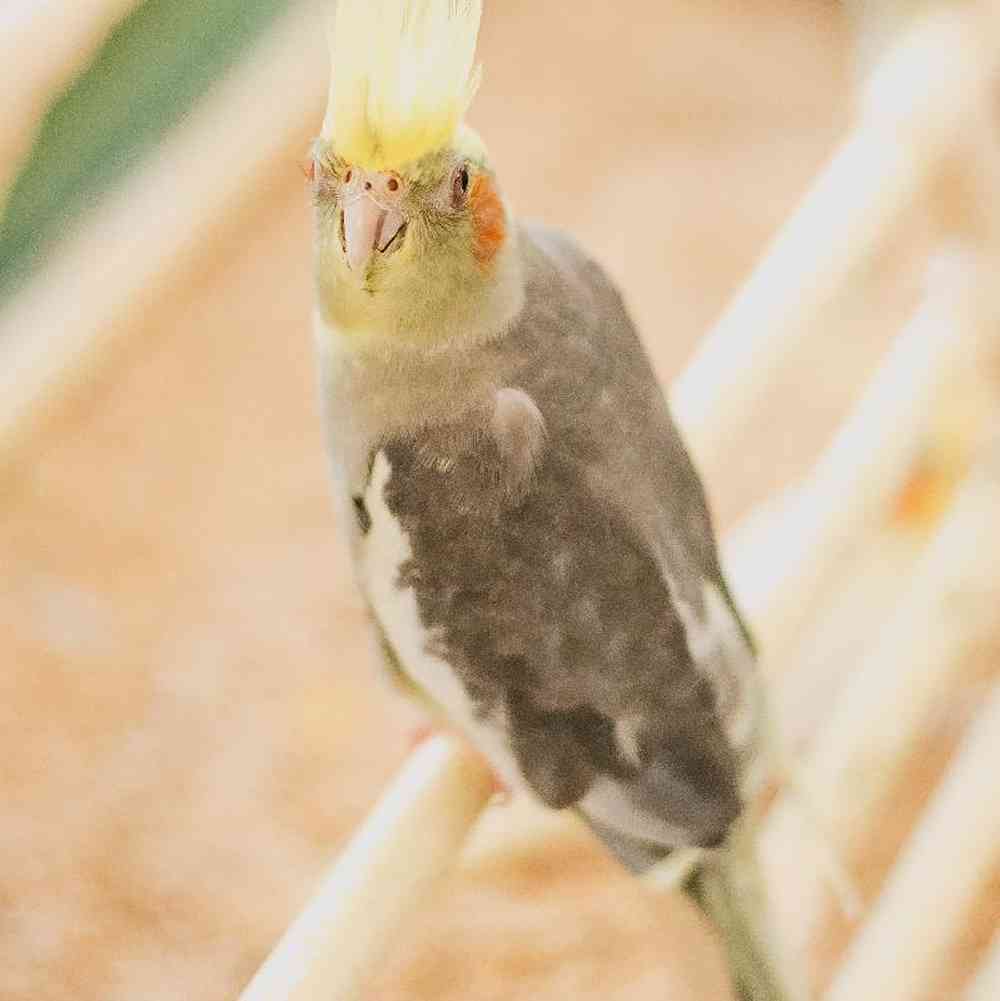 Unknown Cockatiel bird for sale at Summit Zoo.