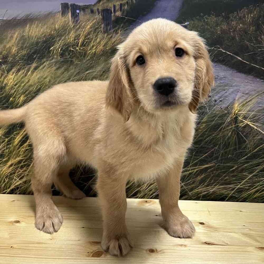 Male Golden Retriever puppy named Romeo for sale at Summit Zoo.