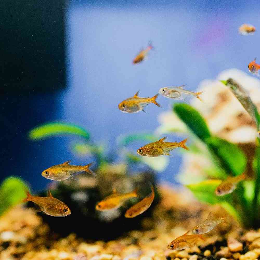 Unknown Frehwater fish Freshwater Fish for Sale in Lee's Summit, MO image