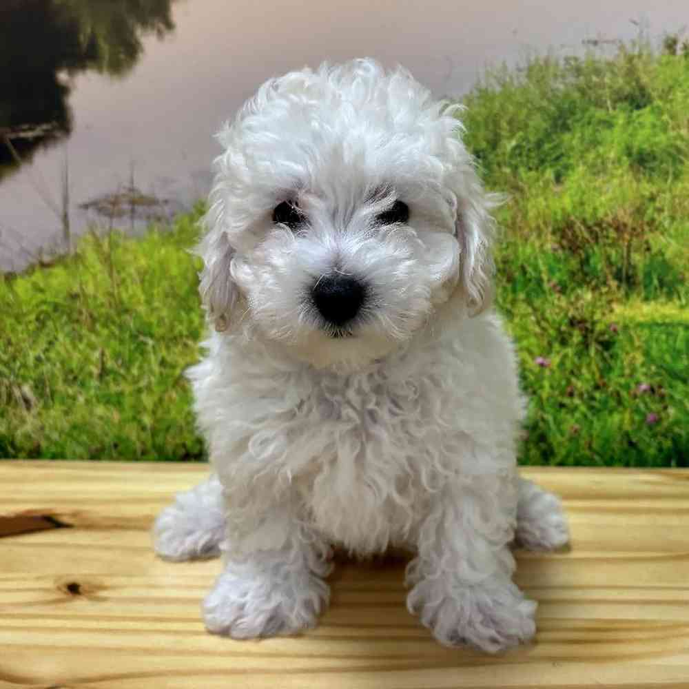 Male Bichon-Poodle puppy named Pierre for sale at Summit Zoo.