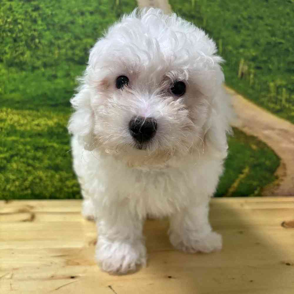 Male Bichon-Poodle Puppy for Sale in Lee's Summit, MO image