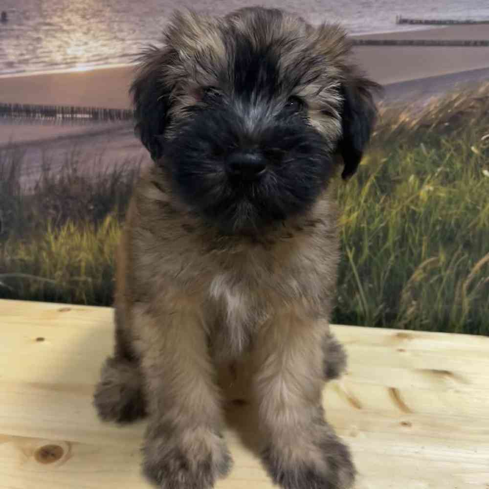 Male Soft Coated Wheaten Terrier puppy named Sully for sale at Summit Zoo.