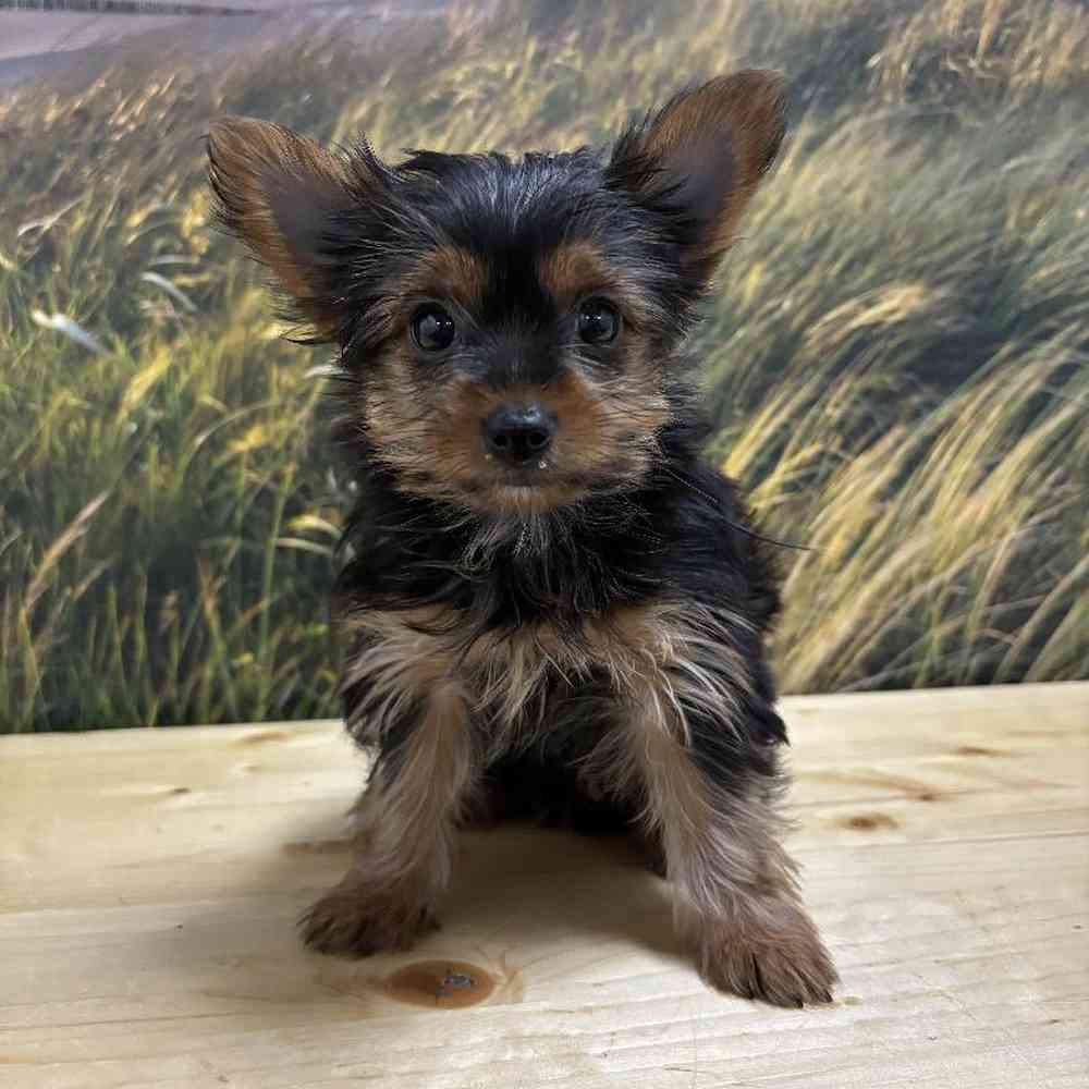 Female Yorkie puppy named Bailey for sale at Summit Zoo.