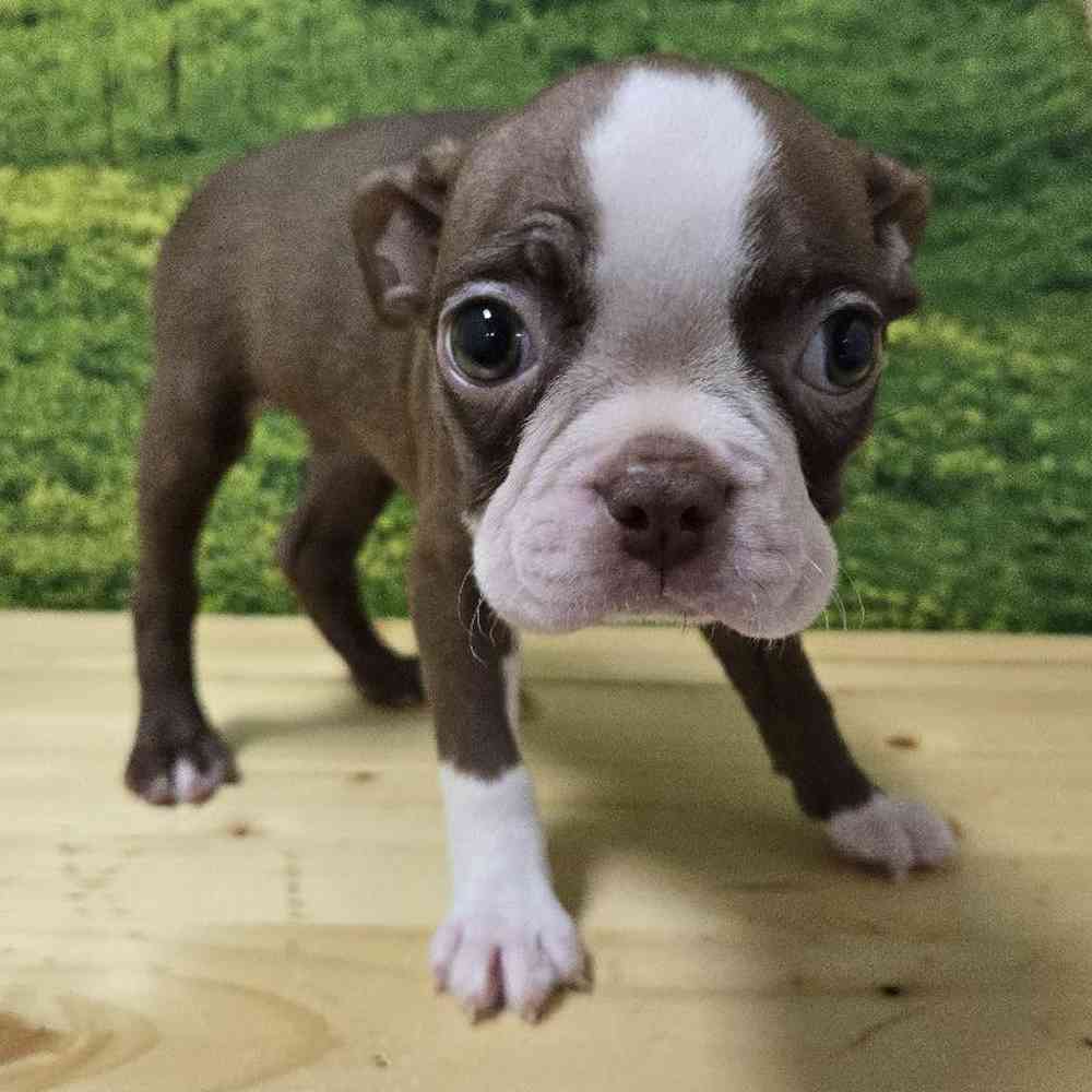 Female Boston Terrier puppy named Karma for sale at Summit Zoo.