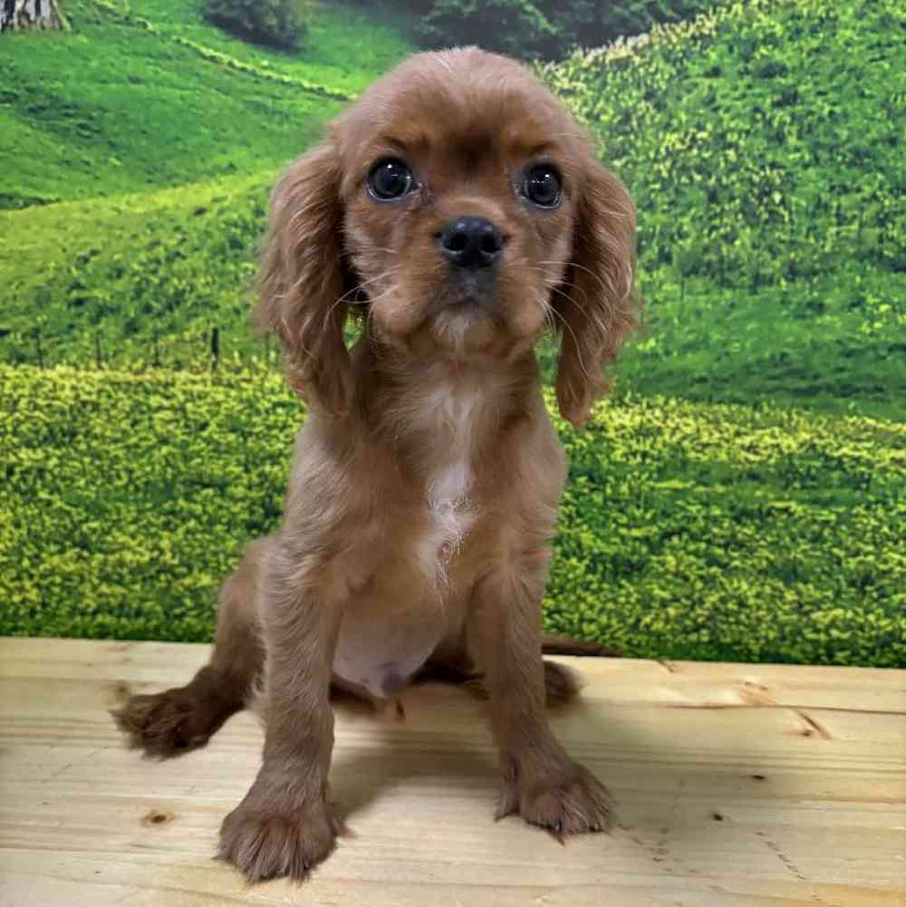 Male Cavalier King Charles Spaniel puppy named Wrigley for sale at Summit Zoo.