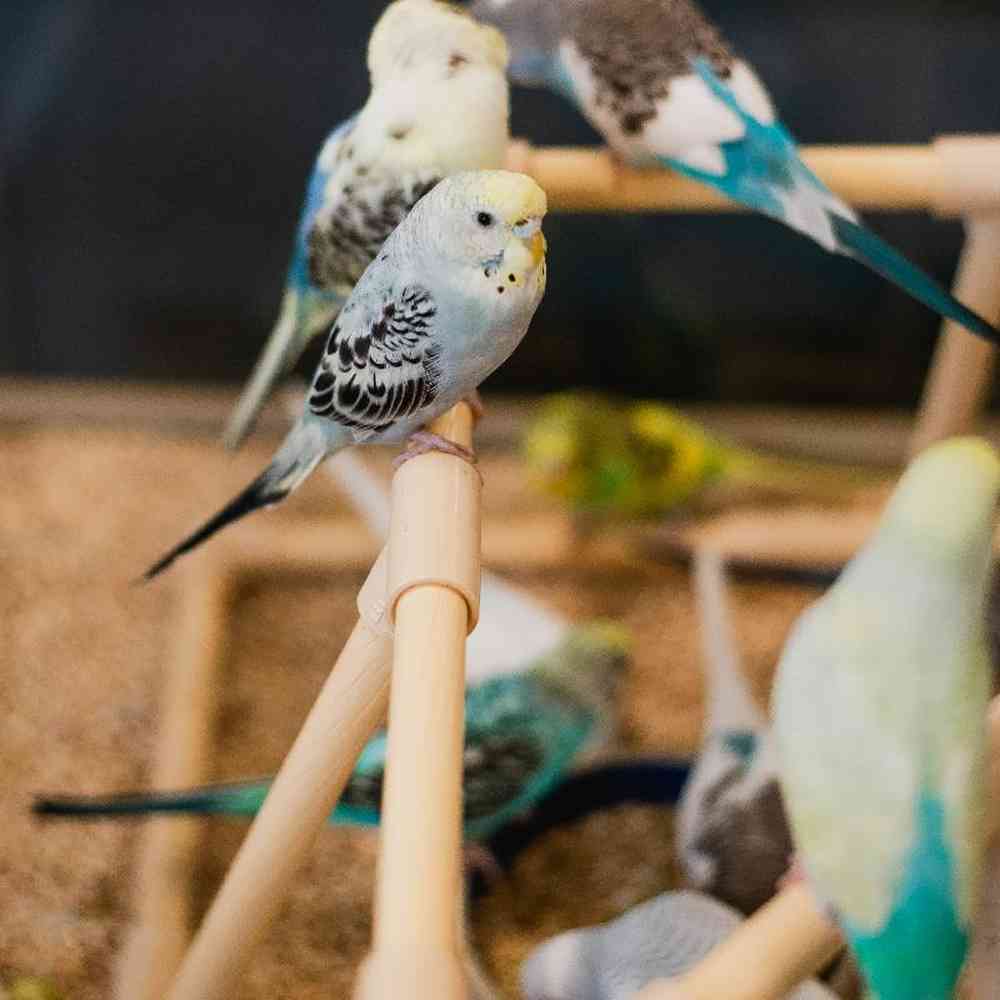 Unknown Parakeet bird for sale at Summit Zoo.