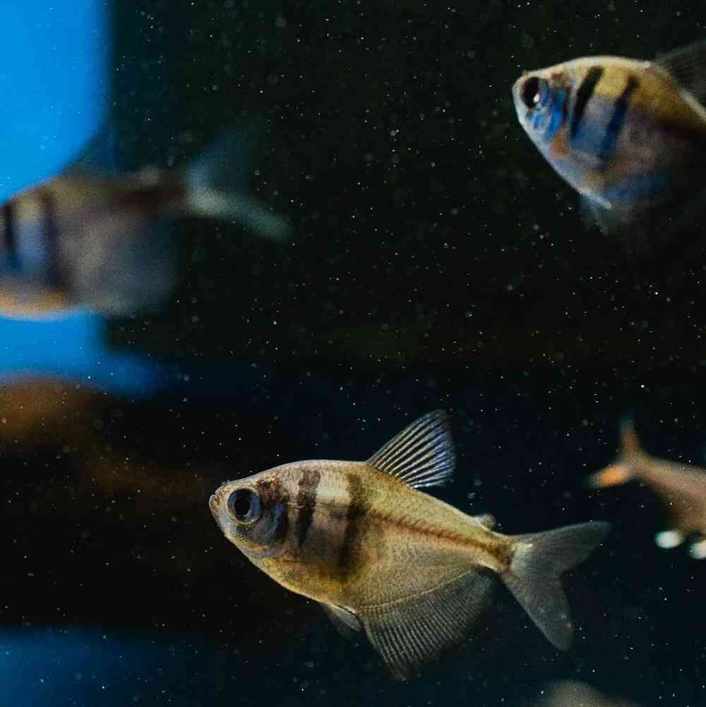 Unknown Tetras Freshwater Fish for Sale in Lee's Summit, MO image