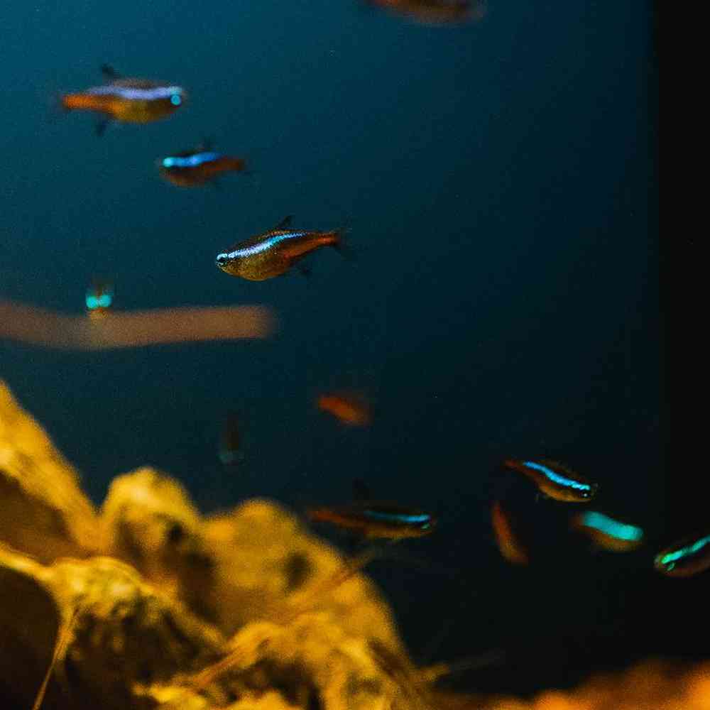 Unknown Tetras freshwater fish for sale at Summit Zoo.
