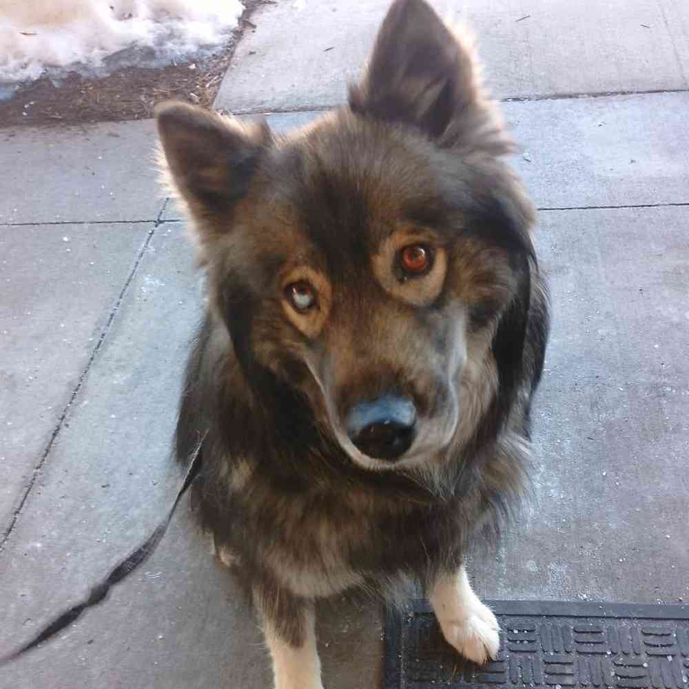 Female Siberian Husky (Adoption) adoption dog named Banshee for sale at Summit Zoo.