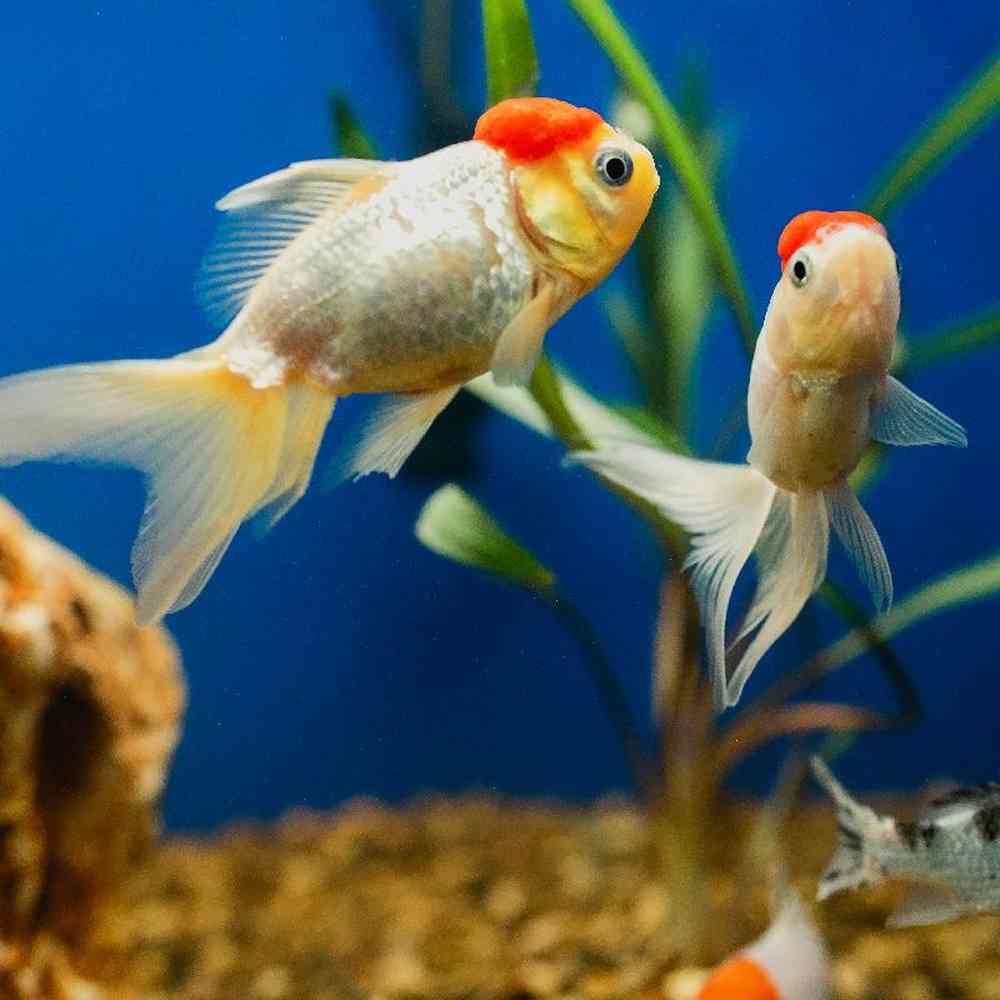 Unknown Koi and Goldfish Freshwater Fish for Sale in Lee's Summit, MO image