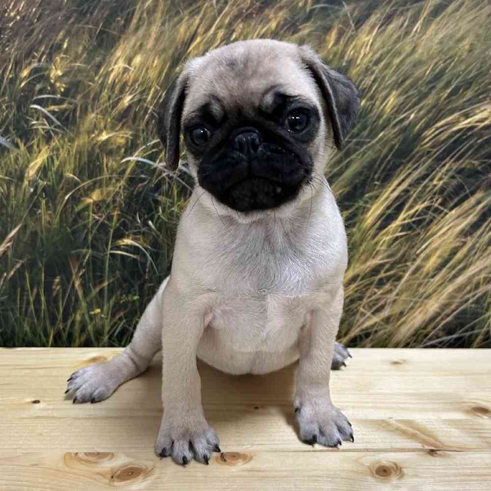 Female Pug puppy named Petunia for sale at Summit Zoo.