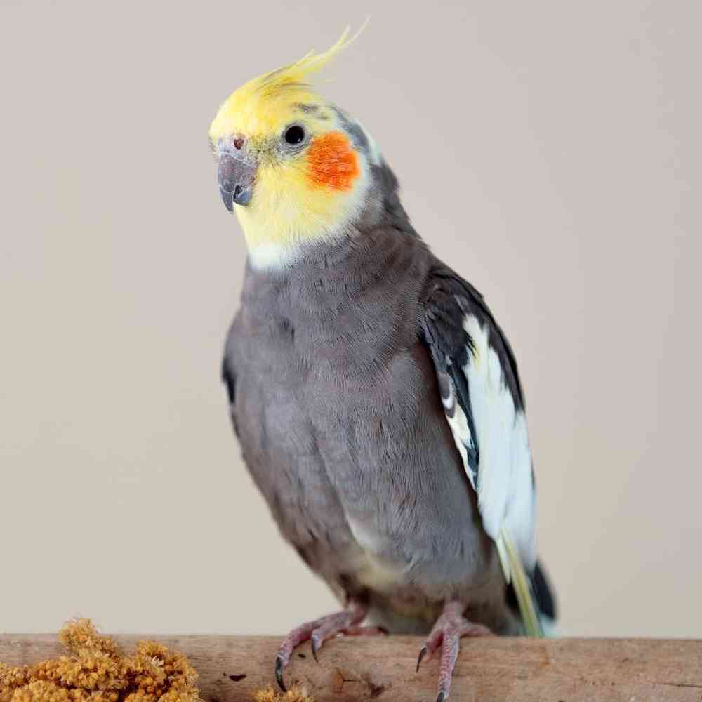 Unknown Cockatiel bird for sale at Summit Zoo.