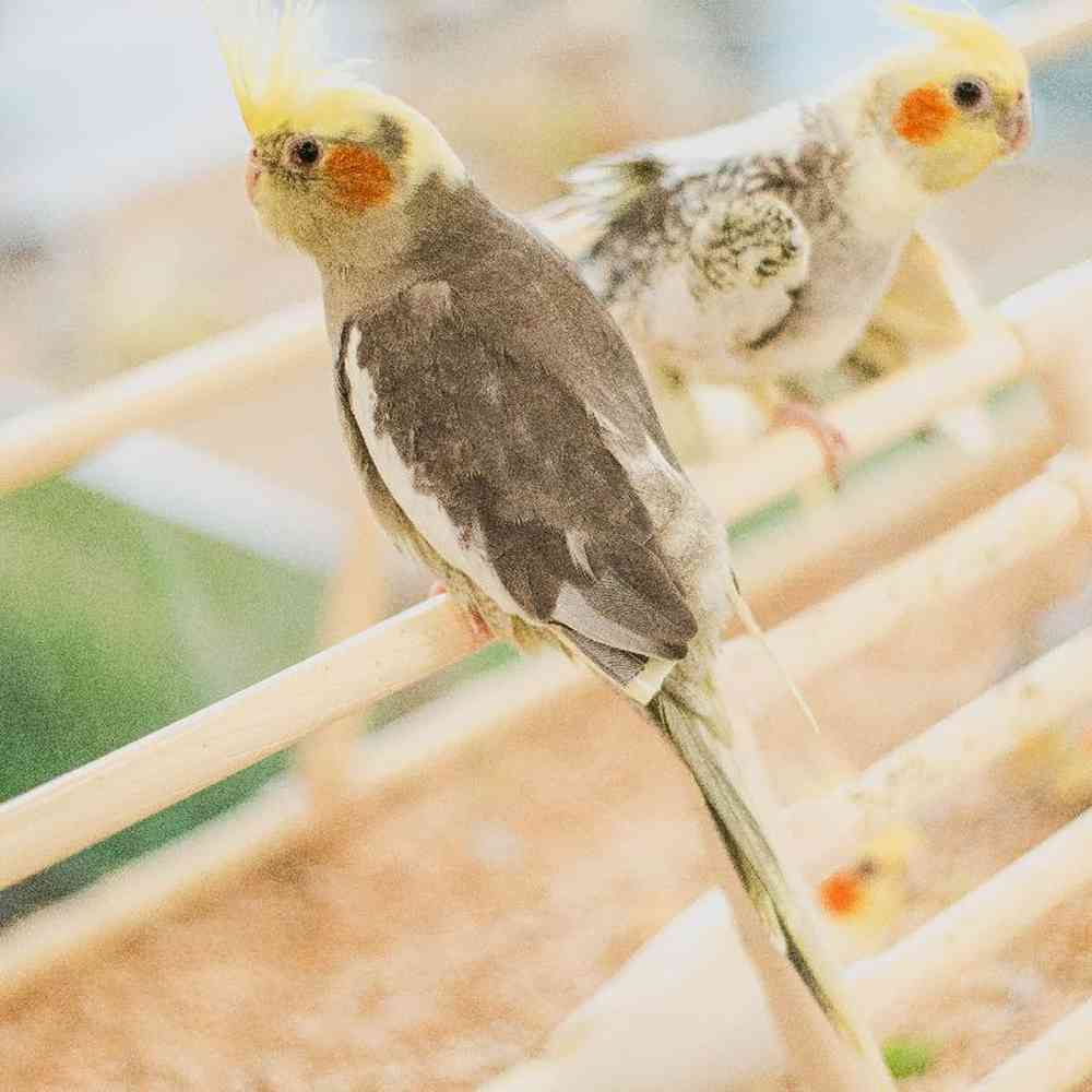 Unknown Cockatiel bird for sale at Summit Zoo.