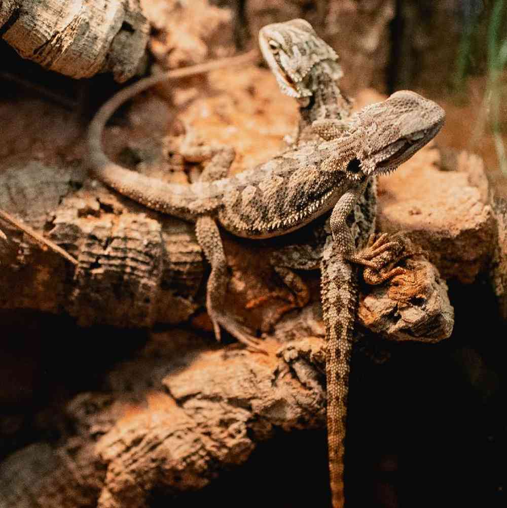 Unknown Bearded Dragon reptile for sale at Summit Zoo.