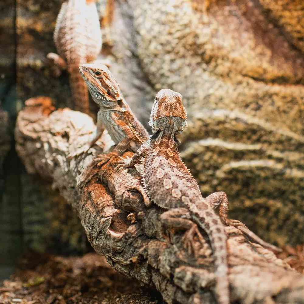 Unknown Bearded Dragon reptile for sale at Summit Zoo.