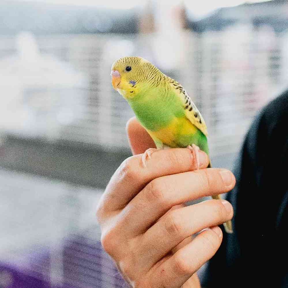 Unknown Parakeet bird for sale at Summit Zoo.