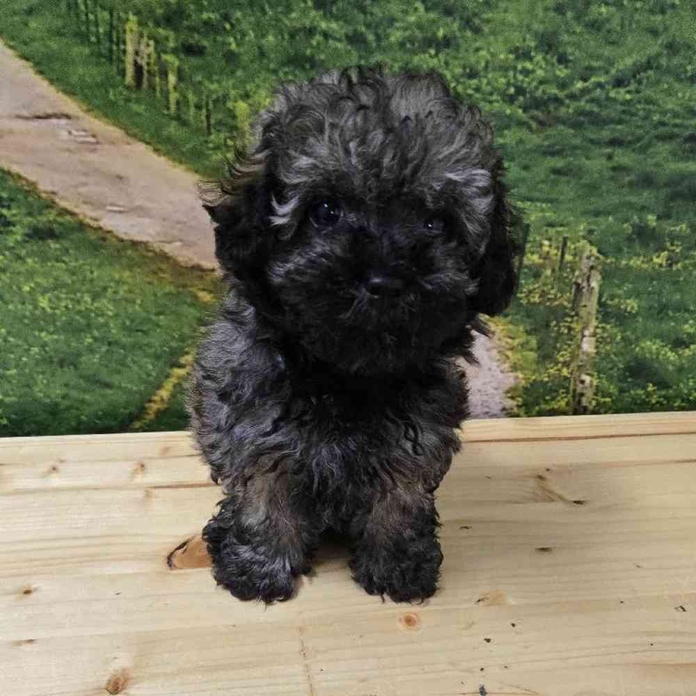 Female Bichon-Poodle puppy named Morticia for sale at Summit Zoo.