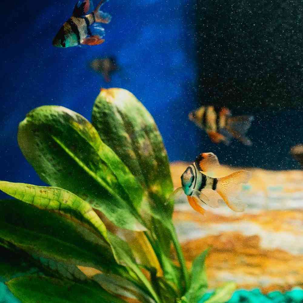 Unknown Barbs freshwater fish for sale at Summit Zoo.