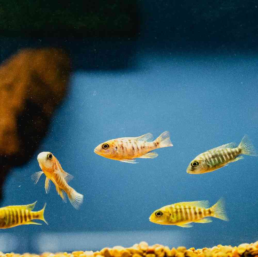 Unknown Cichlids freshwater fish for sale at Summit Zoo.