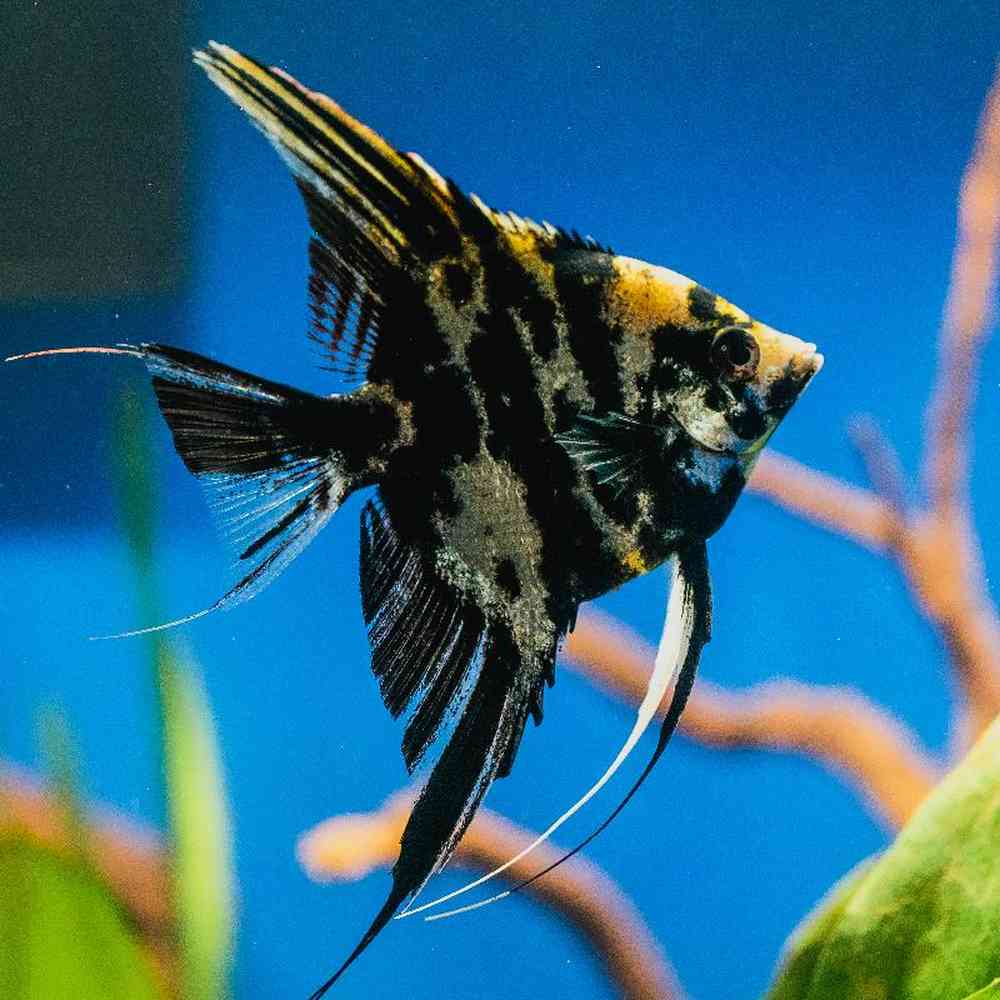 Unknown Angels Freshwater Fish for Sale in Lee's Summit, MO image