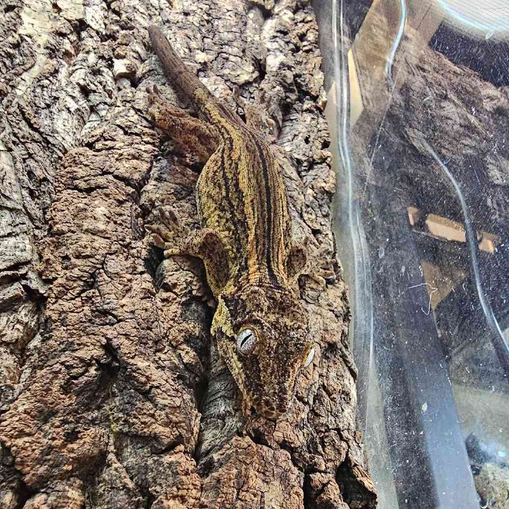 Unknown Gargoyle Gecko Reptile for Sale in Lee's Summit, MO image
