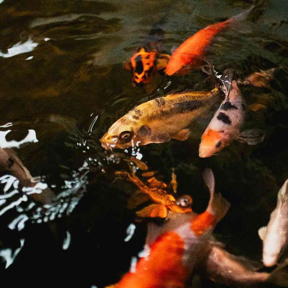 Unknown Freshwater Fish for sale at Summit Zoo.