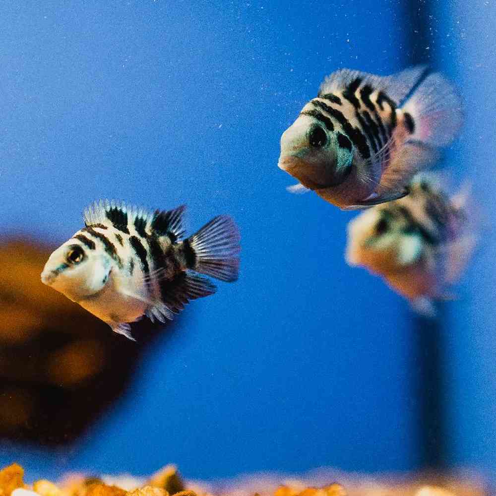 Unknown Cichlids freshwater fish for sale at Summit Zoo.