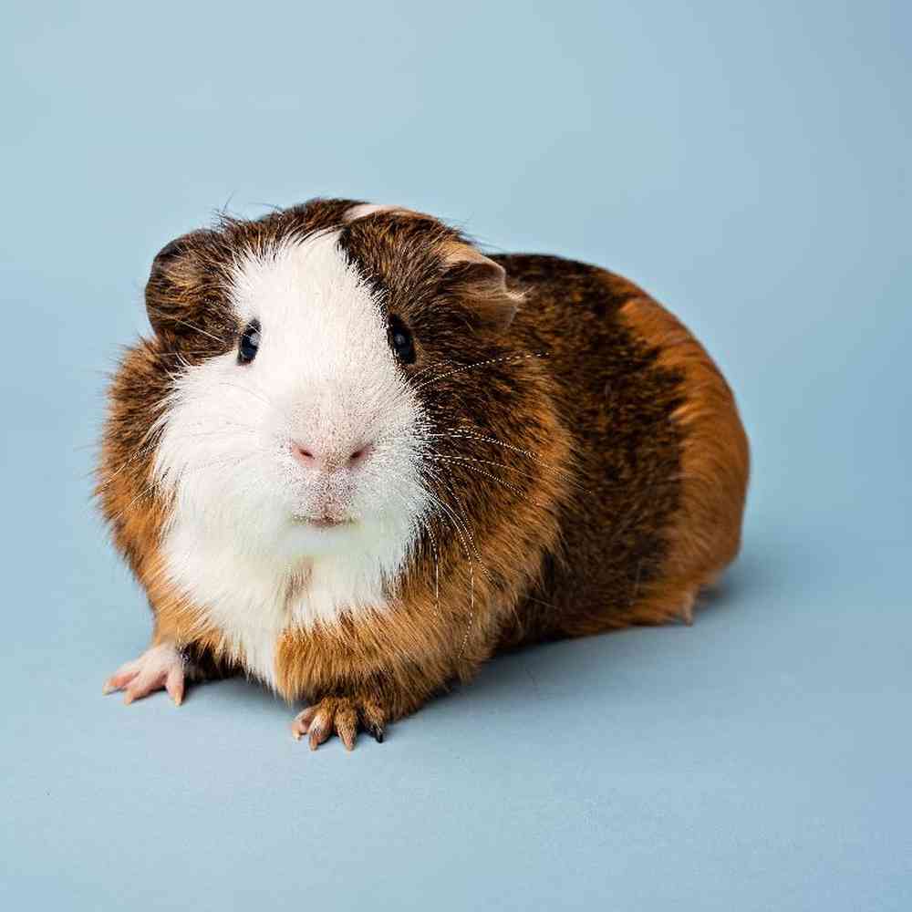 Unknown Guinea Pig small animal for sale at Summit Zoo.