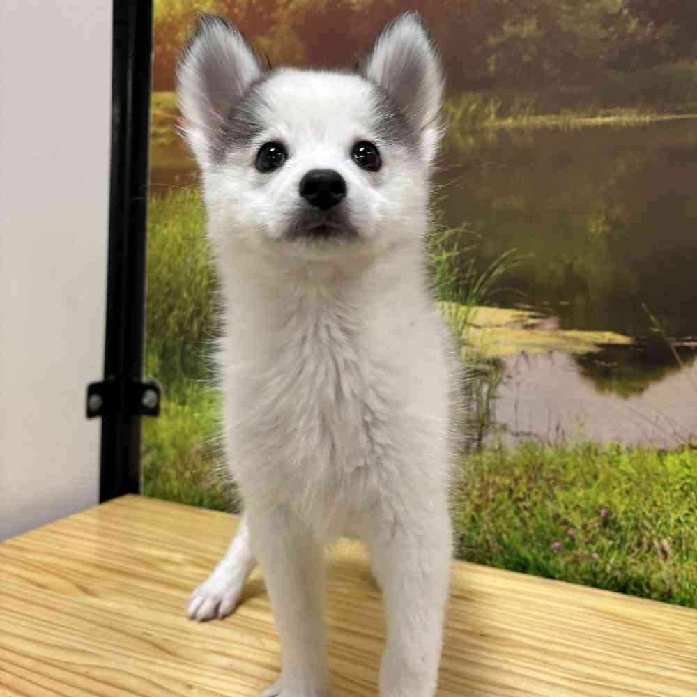 Female Pomsky puppy named Pixie for sale at Summit Zoo.