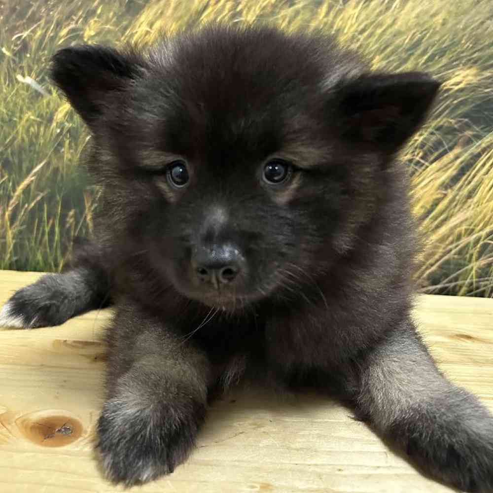 Female Keeshond puppy named Cinder for sale at Summit Zoo.