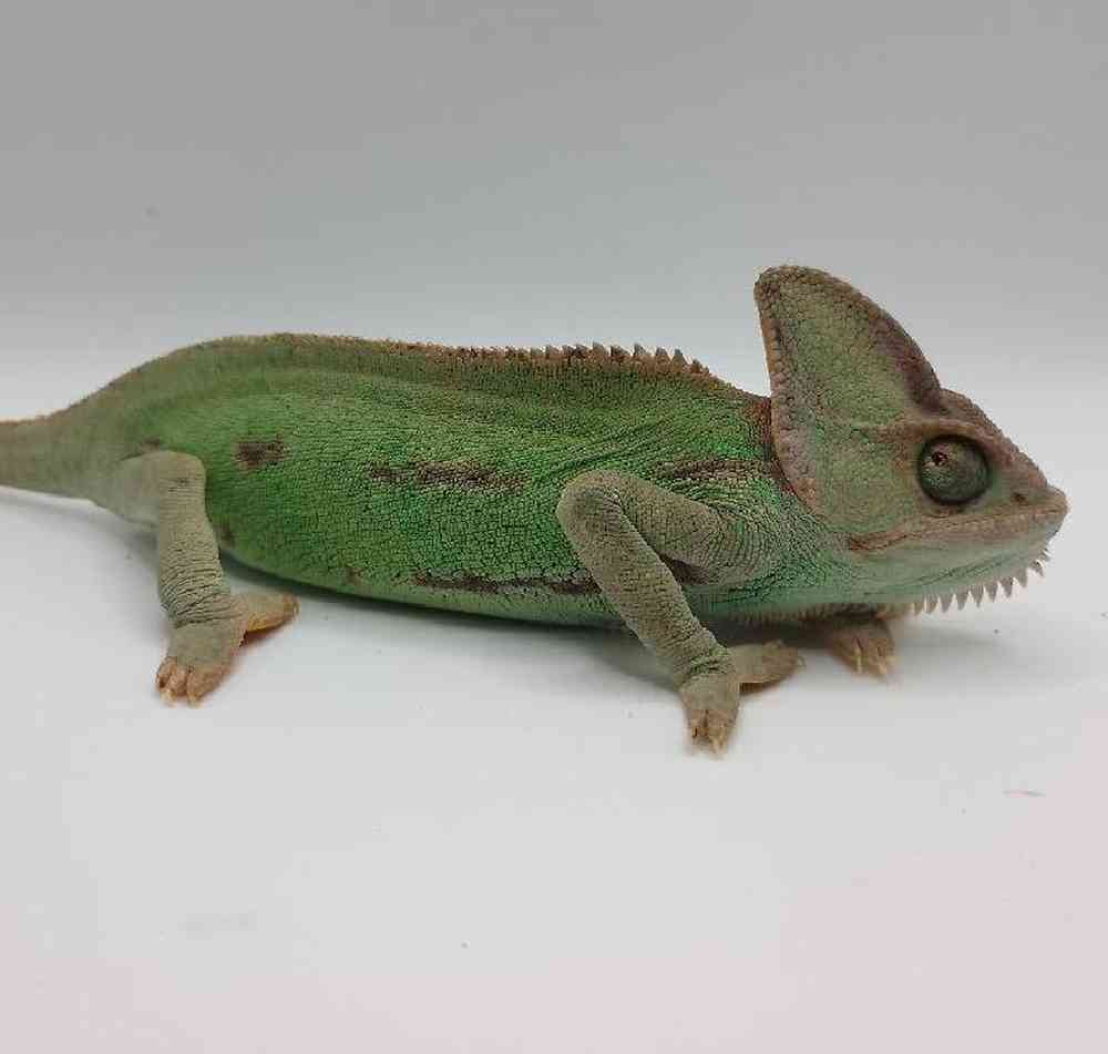 Male Veiled Chameleon Reptile for Sale in Lee's Summit, MO