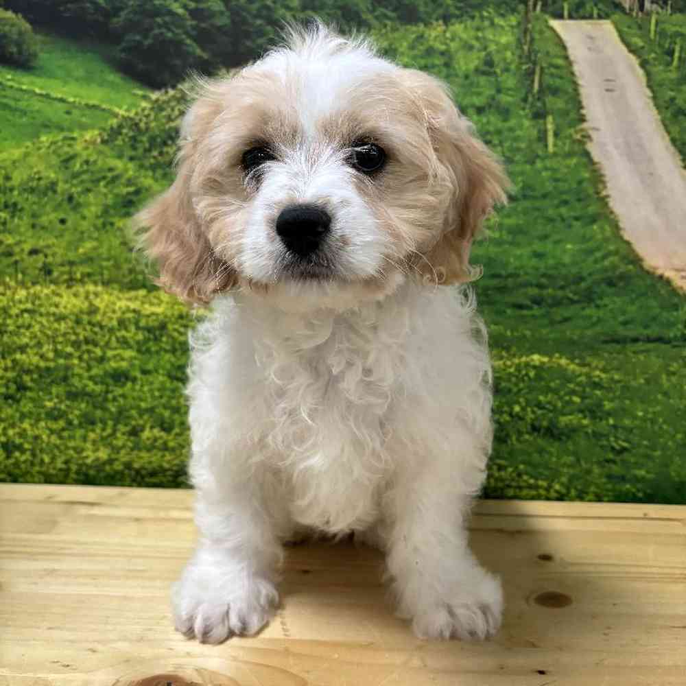 Male Cavachon puppy named Linus for sale at Summit Zoo.