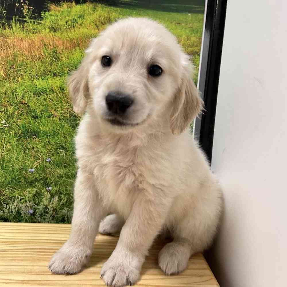 Male Golden Retriever puppy named Clyde for sale at Summit Zoo.