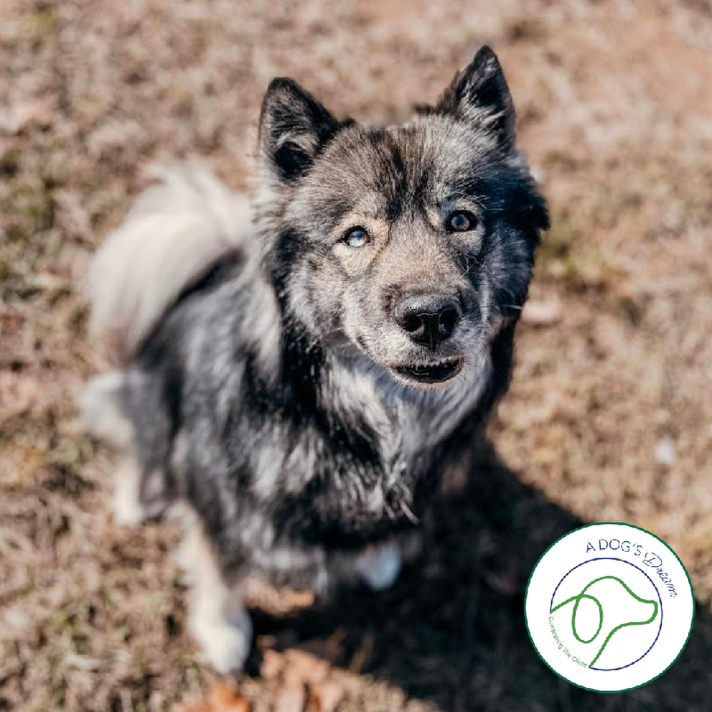 Female Siberian Husky (Adoption) adoption dog named Banshee for sale at Summit Zoo.