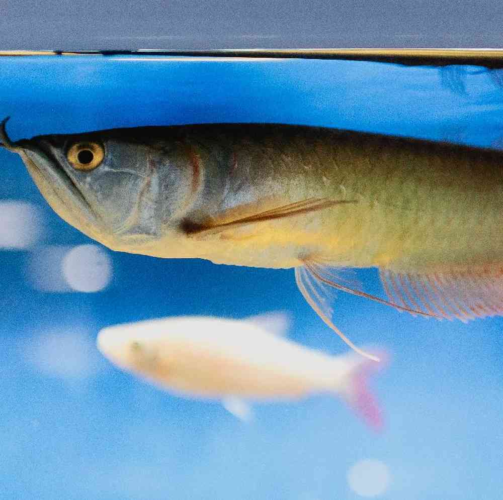 Unknown Freshwater Fish for sale at Summit Zoo.